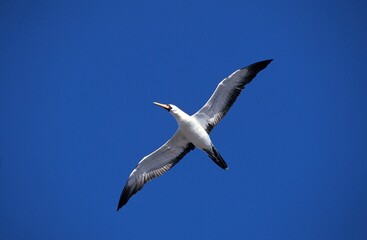 Masked Booby, sula dactylatra, Adult in Flight against Blue Sky, Galapagos Islands
