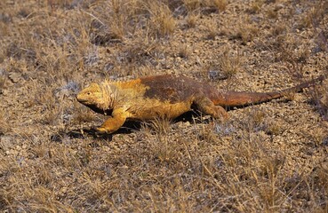 Galapagos Land Iguana, conolophus subcristatus, Adult, Galapagos Islands