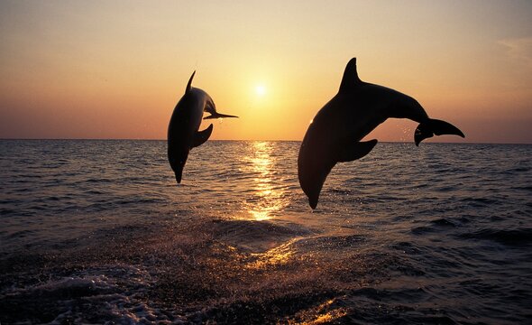 Bottlenose Dolphin, tursiops truncatus, Adults Leaping at Sunset, Honduras