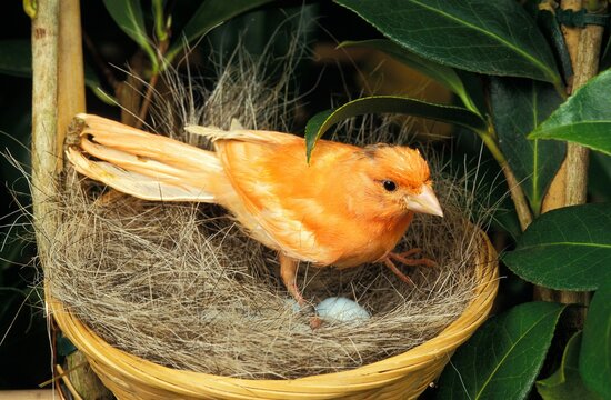 Red Canary, serinus canaria, Female with Eggs in Nest