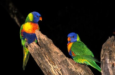 Rainbow, Lorikeet, trichoglossus haematodus moluccanus, Adults standing on Branch against Black Background