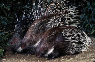 Crested Porcupine, hystrix cristata, Adults