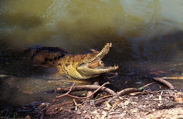 Australian Freshwater Crocodile, crocodylus johnstoni, Adult with Open Mouth, Defensive Posture, Australia
