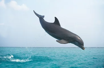 Zelfklevend Fotobehang Bottlenose Dolphin, tursiops truncatus, Adult Leaping, Honduras © slowmotiongli