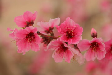 Ramillo de flores de melocotonero. Cieza-Murcia-España.
