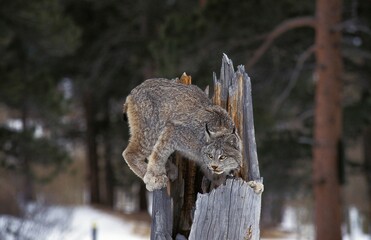 Lynx du Canada, Lynx canadensis, adulte perché sur Stump, Canada