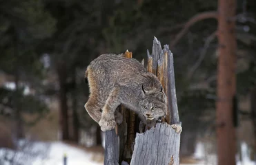 Fotobehang Canadian Lynx, lynx canadensis, Adult perched on Stump, Canada © slowmotiongli