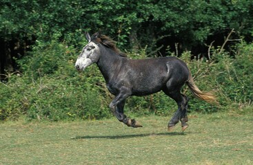 Fototapeta premium Mule, Crossbreed of Male Donkey and Female Horse, Adult Galloping through Meadow
