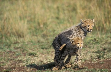 Cheetah, acinonyx jubatus, Cub playing, Masai Mara Park in Kenya