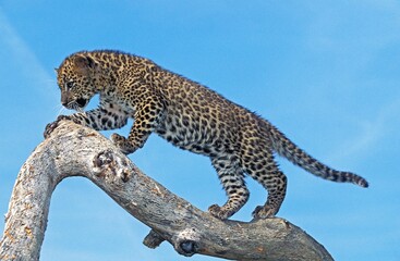 Leopard, panthera pardus, Cub standing on Branch against Blue Sky