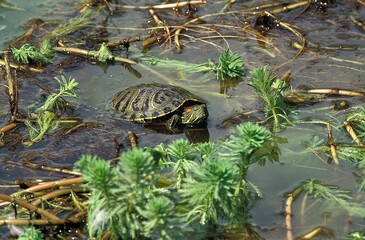 Red Eared Terrapin, trachemys scripta elegans, Adult