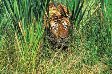 Bengal Tiger, panthera tigris tigris, Adult camouflaged in Long Grass
