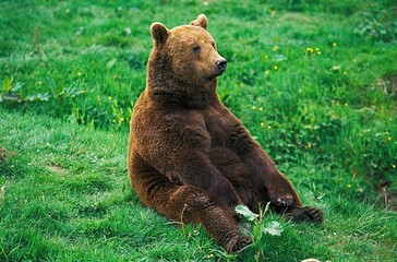 Brown Bear, ursus arctos, Adult sitting on Grass