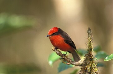 Vermillon Flycatcher, pyrocephalus rubinus, Male standing on Branch, Galapagos Islands