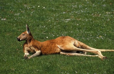 Red Kangaroo, macropus rufus, Adult laying down on Grass © slowmotiongli