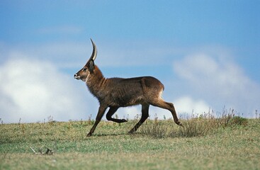 Defassa Waterbuck, kobus ellipsiprymnus defassa, Male running through Savannah, Kenya