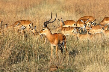 Impala, aepyceros melampus, Male with Females, Masai Mara Park in Kenya