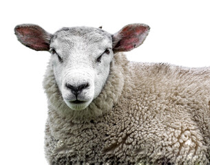 sheep on white background