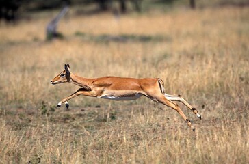 Obraz na płótnie Canvas Impala, aepyceros melampus, Female running, Masai Mara Park in Kenya