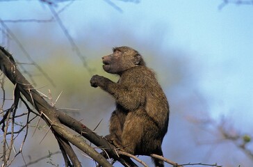 Olive Baboon, papio anubis, Adult standing in Acacia Tree, Masai Mara Park in Kenya