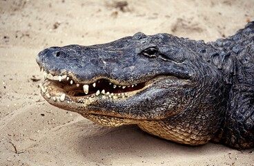American Alligator, alligator mississipiensis, Head of Adult