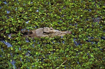 Australian Saltwater Crocodile or Estuarine Crocodile, crocodylus porosus, Adult camouflaged,...