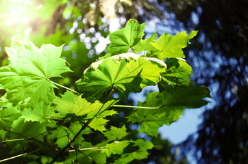 Fototapeta na wymiar Fresh green leaves in a forest framing the sun.