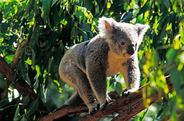 Koala, phascolarctos cinereus, Adult standing in Eucalyptus Tree, Australia