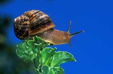 Brown Garden Snail, helix aspersa, Adult standing on Leaf against Blue Sky