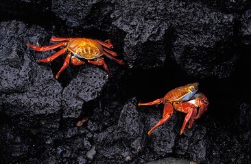 Sally Lightfoot Crab, grapsus grapsus, Adults standing on Rocks, Galapagos Islands