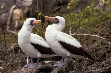 Masked Booby, sula dactylatra, Pair standing on Rocks, Galapagos Islands