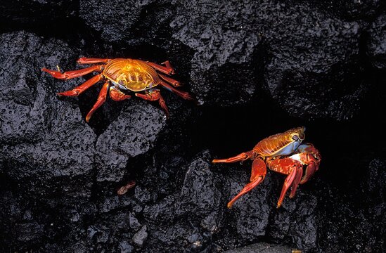 Sally Lightfoot Crab, grapsus grapsus, Adults standing on Rocks, Galapagos Islands