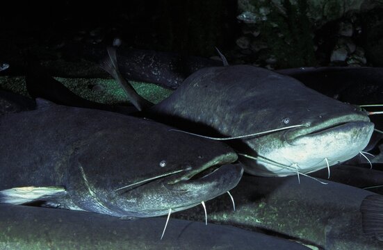 Wels Catfish, silurus glanis, Group of Adults
