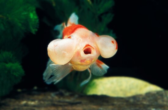 Bubble Eye Goldfish, carassius auratus, Adult