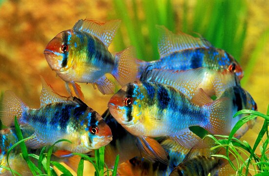 Blue German Ram, mikrogeophagus ramirezi, Aquarium Fishes