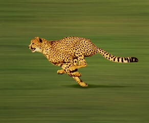 Cheetah, acinonyx jubatus, Adult running