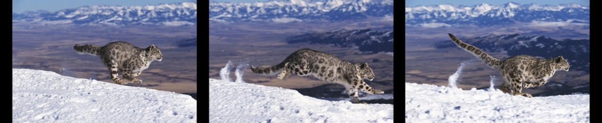 Snow Leopard or Ounce, uncia uncia, Adult running on Snow, Movement sequences