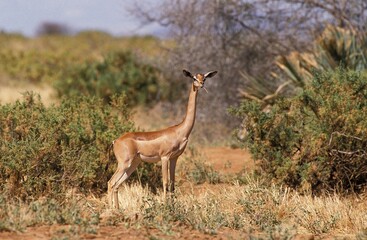 Naklejka na ściany i meble Gerenuk or Waller's Gazelle, litocranius walleri, Female in Savanna, Samburu Park in Kenya