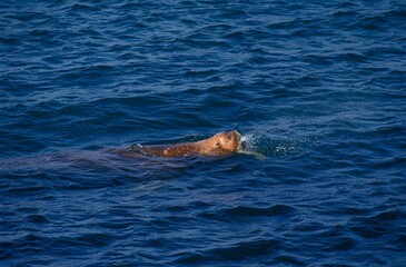 Naklejka premium Walrus, odobenus rosmarus, Adult swimming in Ocean, Round Island in Alaska