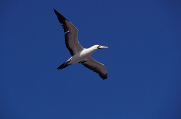 Fototapeta na wymiar Masked Booby, sula dactylatra, Adult in Flight against Blue Sky, Galapagos Islands