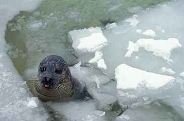 Harbour Seal, phoca vitulina, Head of Adult emerging from Ice, Canada © slowmotiongli