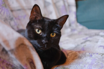 Ritratto di un cucciolo di gatto nero su un divano.