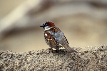 House Sparrow, passer domesticus, Male