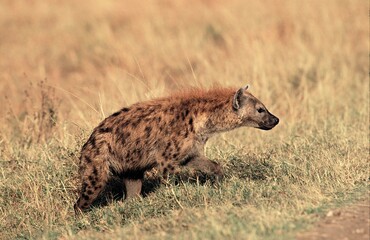 Spotted Hyena, crocuta crocuta, Adult walking in Savanna