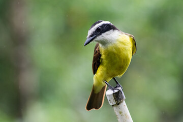 Great Kiskadee portrait close-up in La Tigra, Costa Rica. Benteveo en Costa Rica. (Pitangus sulphuratus)