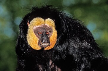 White Faced Saki, pithecia pithecia, Portrait of Male