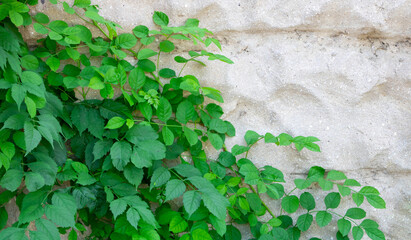Stone wall with green ivy leaves with copy space for background or texture. Climbing plant, vine plant growing on antique rock wall.Retro style background. Green leaf plant over grunge old wall.