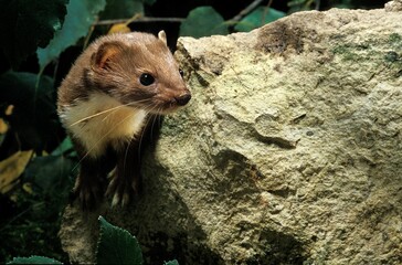 Obraz premium Weasel, mustela nivalis, Adult emerging from Rocks