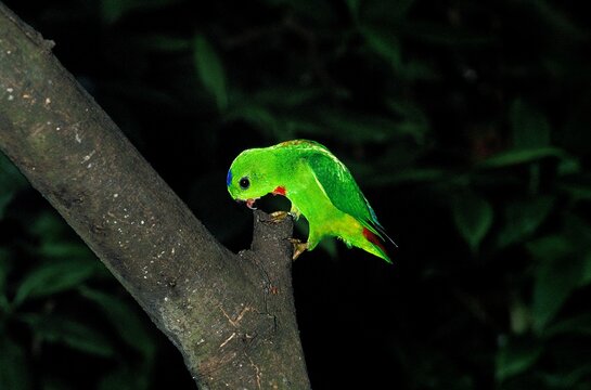 Blue Crowned Hanging Parrot, loriculus galgulus, Adult standing on Branch