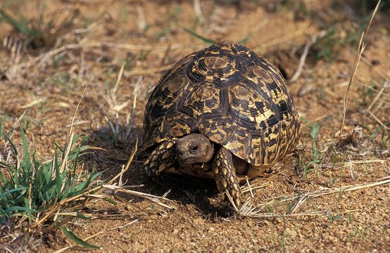Leopard Tortoise, geochelone pardalis, Adult, Kenya